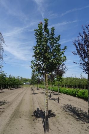 Prunus-s-Rancho-ho-18-20-25