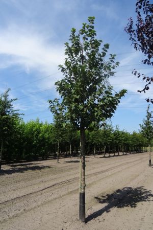 Prunus-s-Rancho-ho-20-25