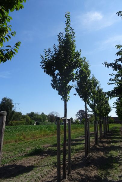 Prunus schmittii HO