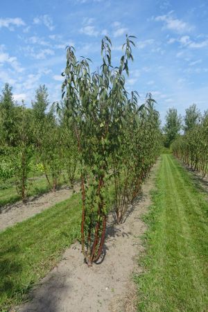 Prunus-serrula-meerstam-200-250