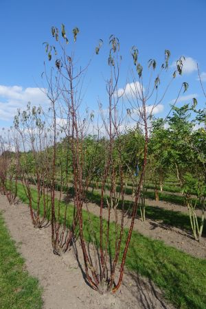 Prunus-serrula-meerstam-250-300-2