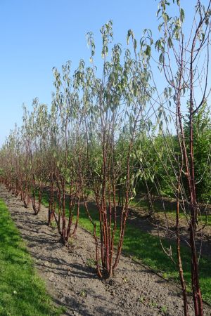 Prunus-serrula-meerstam-250-300-3