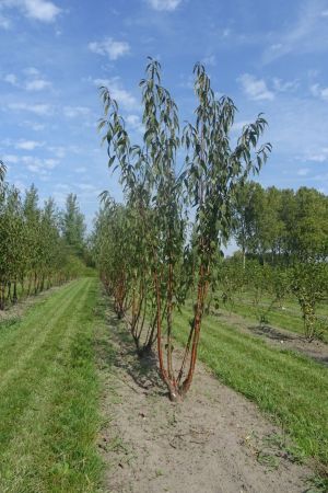 Prunus-serrula-meerstam-250-300-4