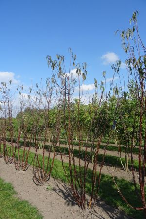 Prunus-serrula-meerstam-250-300