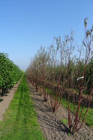 Prunus-serrula-meerstam-300-350-2