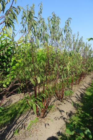 Prunus-serrula-meerstam-300-350-3