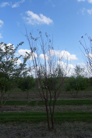 Prunus-serrula-meerstam-300-350