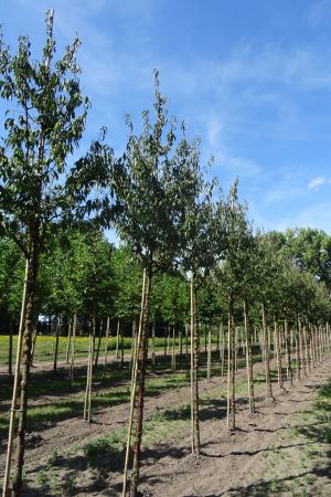 Prunus-serrula-ho-14-18