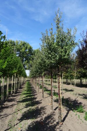 Prunus-serrula-ho-16-20