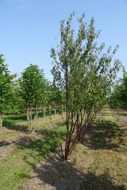 Prunus serrula MRSTAM