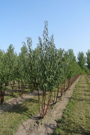 Prunus-Serrula-meerstam-250-300-2