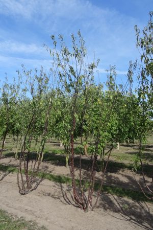 Prunus-serrula-meerstam-250-300-3