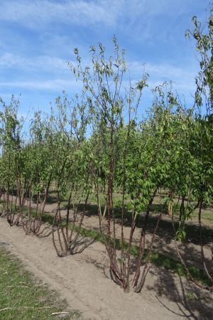 Prunus-serrula-meerstam-250-300-4