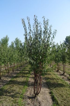 Prunus-serrula-meerstam-250-300