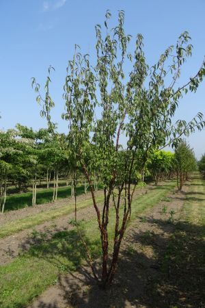 Prunus-serrula-meerstam-300-350