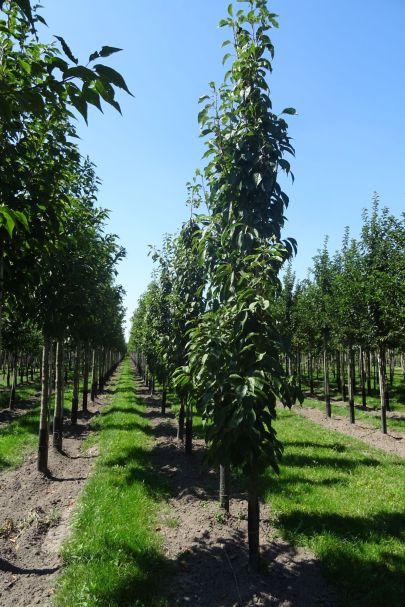 Prunus serrulata 'Amanogawa' GEV