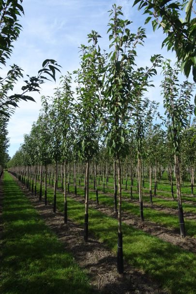 Prunus serrulata 'Kanzan' HO