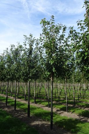 Prunus-Kanzan-ho-16-20