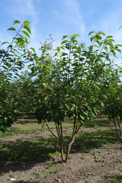 Prunus serrulata 'Kanzan' MRSTAM