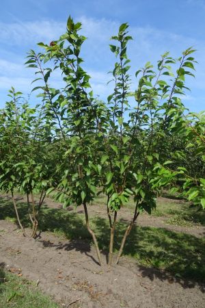 Prunus-s-Kanzan-meerstam-250-300