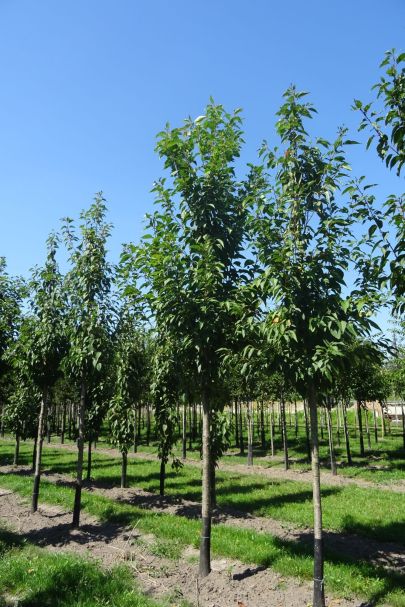 Prunus serrulata 'Sunset Boulevard' HO