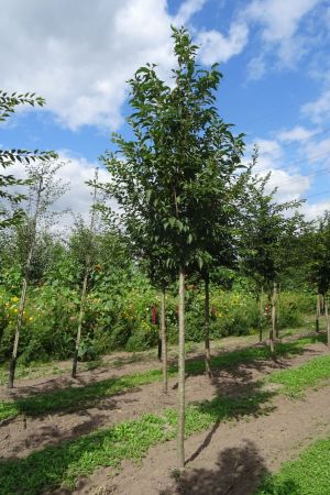 Prunus-Sunset-Boulevard-ho-16-20-2