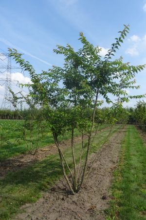 Prunus-Autumnalis-meerstam-300-350