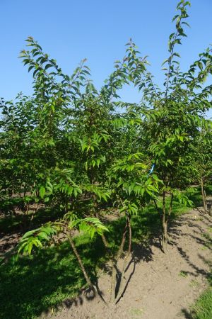 Prunus-s-Autumnalis-meerstam-250-300