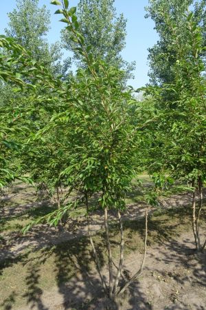 Prunus-Autumalis-Rosea-meerstam-200-250