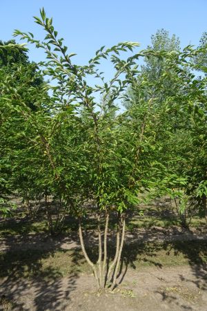 Prunus-Autumnalis-Rosea-meerstam-200-250
