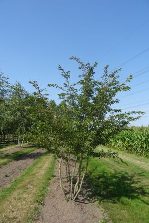 Prunus-Autumnalis-Rosea-meerstam-300-350