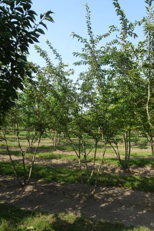 Prunus-Autumnalis-Rosea-meerstam-350-400-2