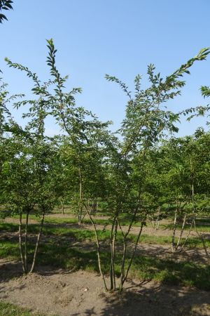 Prunus-Autumnalis-Rosea-meerstam-350-400-3