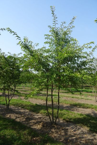 Prunus subhirtella 'Autumnalis'
