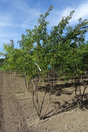Prunus-Autumnalis-meerstam-250-300-2