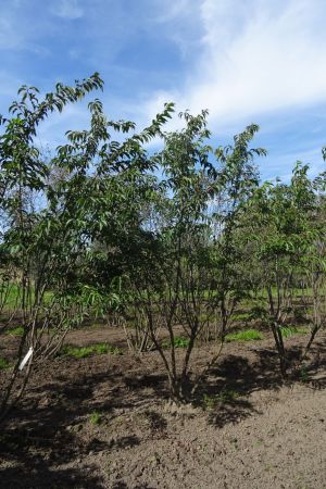 Prunus-Autumnalis-meerstam-250-300