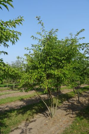 Prunus-Autumnalis-meerstam-350-400-2