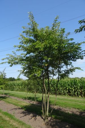 Prunus-Autumnalis-meerstam-400-450-2
