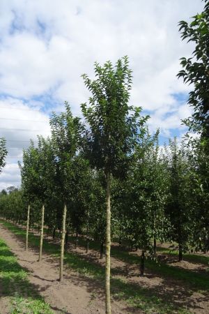 1_Prunus-Umineko-ho-18-25