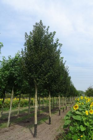 Prunus-Umineko-ho-25-35-2