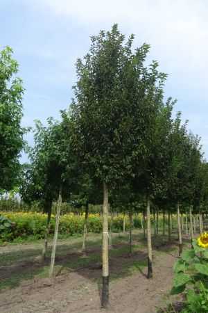 Prunus-Umineko-ho-25-35