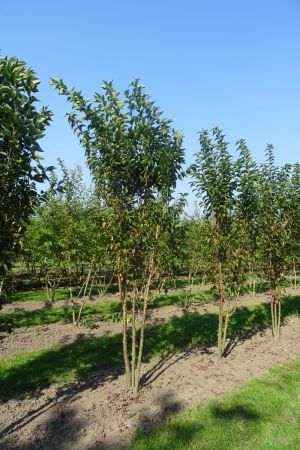 Prunus-Umineko-meerstam-300-350