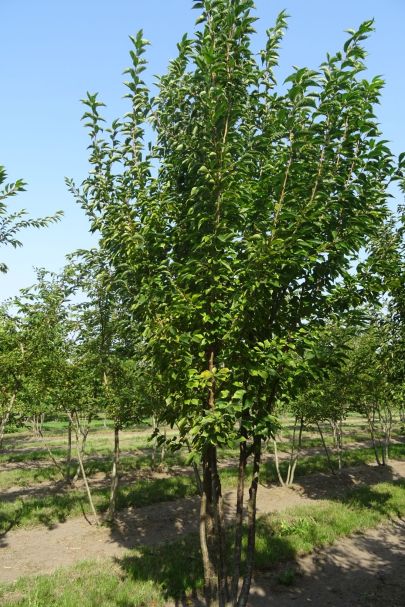 Prunus 'Umineko' MRSTAM