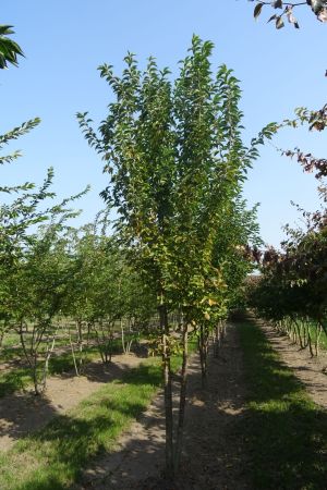 Prunus-Umineko-meersam-400-450