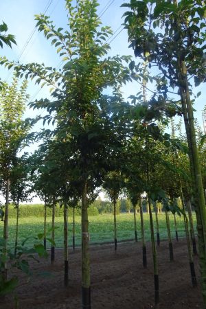 Prunus-x-Yedoensis-20-25-ho