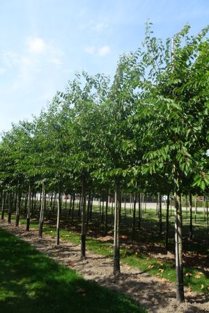 Prunus-x-Yedoensis-ho-18-20-25