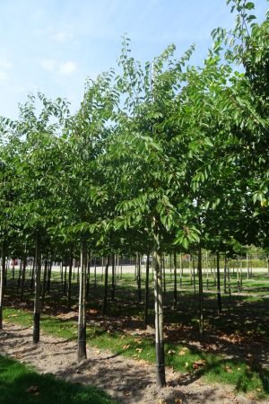 Prunus-x-Yedoensis-ho-18-20-25