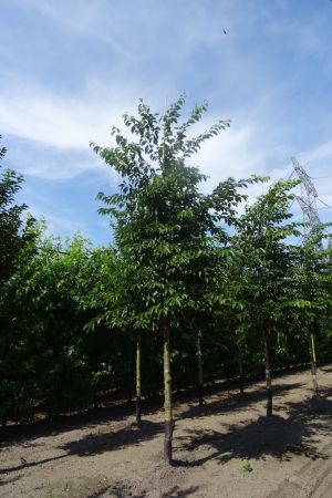 Prunus-x-Yedoensis-ho-20-25-30