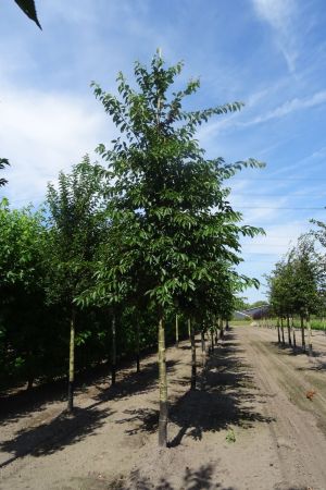 Prunus-x-Yedoensis-ho-20-25-30