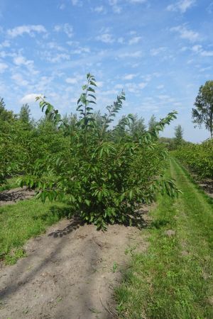 Prunus-x-Yedoensis-meerstam-175-200